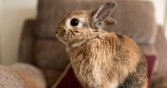 charlene pet sitter à MONT ST AIGNAN 76130_1