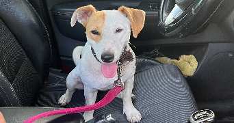 endahlé pet sitter à BESANCON 25000_3