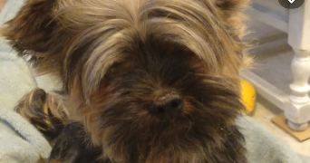 kaourantina pet sitter à PORNICHET 44380_3