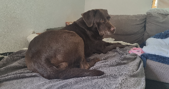 aline pet sitter à LE PETIT QUEVILLY 76140_1