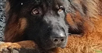 Eva pet sitter à Silfiac  56480