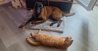 thanina pet sitter à ST NOM LA BRETECHE 78860_7