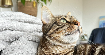 jessica pet sitter à MORANCE 69480_2