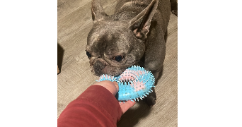 bastien pet sitter à LONGUENEE EN ANJOU 49770_2