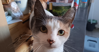 myriam pet sitter à FENAIN 59179_1