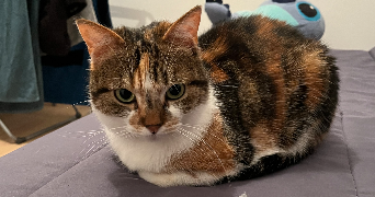 mickaela pet sitter à Saint brieuc 22000_6