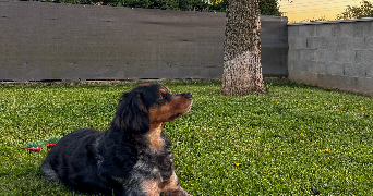 julie pet sitter à SALAISE SUR SANNE 38150_4