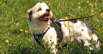 nathalie dog sitter à Brié-et-Angonnes 38320_3