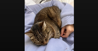 aliya pet sitter à METTRAY 37390_1