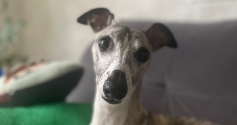 lilou pet sitter à METZERESCHE 57920_1