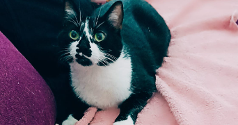 giulia pet sitter à IVRY SUR SEINE 94200_9