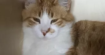 océane pet sitter à MERIGNAC 33700