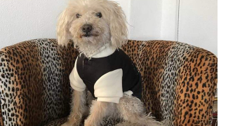 emmanuelle pet sitter à COLLIOURE 66190_1