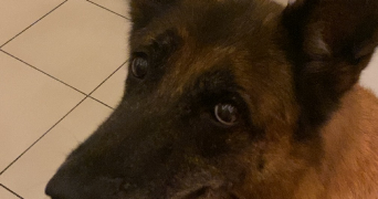 maelie pet sitter à AURAY 56400_2