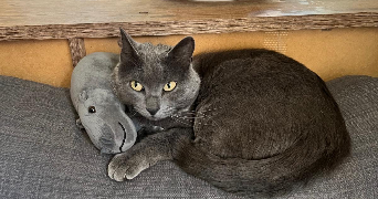 yasmine pet sitter à GRENOBLE 38100_0