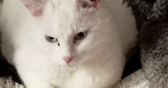 alexia pet sitter à CLAMART 92140_1
