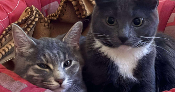 virginie pet sitter à BRIGNOLES 83170_9