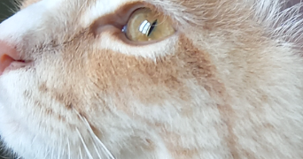 estelle pet sitter à CHESSY 69380_2