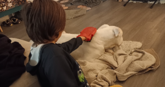 lolaetnoah pet sitter à MONTEVRAIN 77144_6