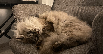 lucile pet sitter à BOULOGNE BILLANCOURT 92100_2