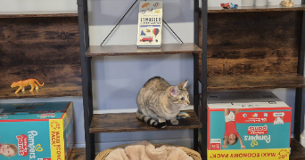 isabelle cat sitter à ST GENEST LERPT 42530_4