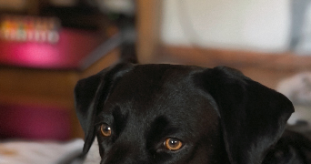 léa pet sitter à Limoges 87000_1
