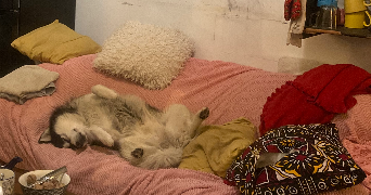 Yémisi pet sitter à AUBERVILLIERS 93300_7