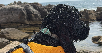 mégane pet sitter à BANDOL 83150_5