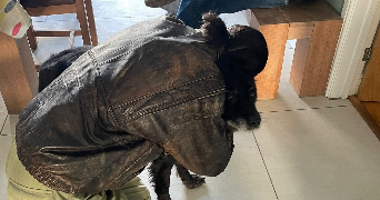 isabella pet sitter à PARIS 19 75019_4