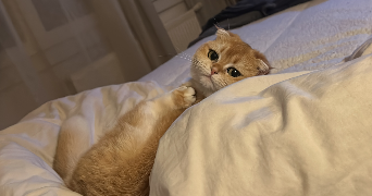 andrea pet sitter à BREUILLET 91650_0