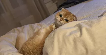andrea pet sitter à BREUILLET 91650