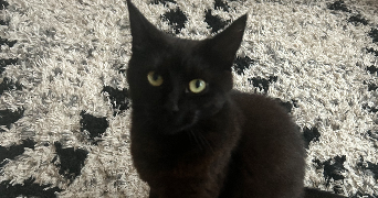jules pet sitter à LA GORGUE 59253_1