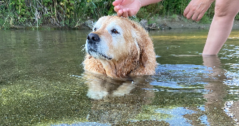 Flavie pet sitter à Montpellier 34090_4