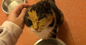 flavie pet sitter à CHAMPENOUX 54280_9