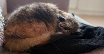 camille pet sitter à BLANQUEFORT 33290_8