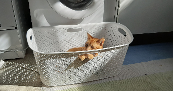 clémence pet sitter à NANTES 44000_3