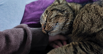 pauline pet sitter à OZOIR LA FERRIERE 77330_2
