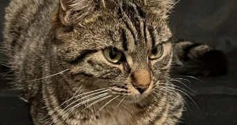 ophélie pet sitter à JOUE LES TOURS 37300_2