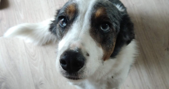 laëtitia pet sitter à MARCENOD 42140_4