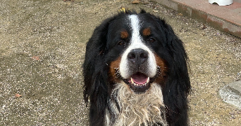 camille pet sitter à Beaulieu sous la Roche 85190_4