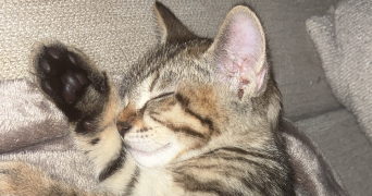 estelle pet sitter à CONFLANS STE HONORINE 78700_3