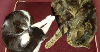 isabelle pet sitter à ST ETIENNE 42000_1