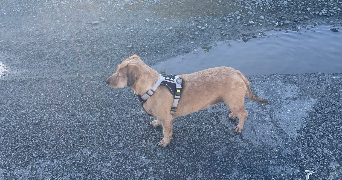 malia pet sitter à PERIGNY 17180_2