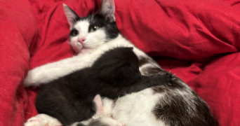 marie caroline pet sitter à DIJON 21000_1