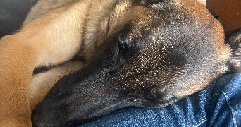 rémi pet sitter à Béziers 34500_2