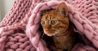 marion pet sitter à CHOISY LE ROI 94600_3