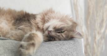 thérèse pet sitter à GIF SUR YVETTE 91190_5