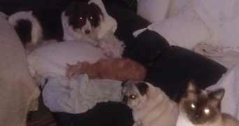 johanne pet sitter à NIEUL 87510_6