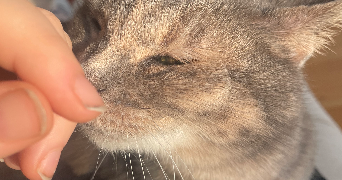 hanaé pet sitter à ST JEAN DE MOIRANS 38430_3