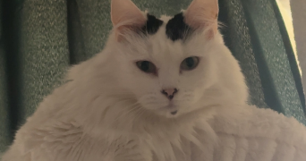 susie pet sitter à PAVILLY 76570_4